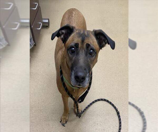 Medium Photo #1 German Shepherd Dog Puppy For Sale in Derwood, MD, USA