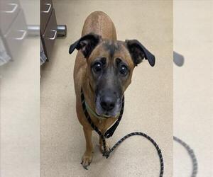 Medium German Shepherd Dog