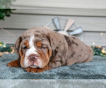 Small #2 Beabull