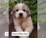 Small Photo #5 Great Pyrenees Puppy For Sale in ALPHARETTA, GA, USA