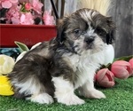 Small #4 Shih Tzu
