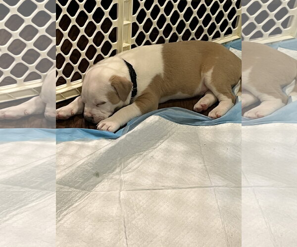 Medium Photo #2 Mutt Puppy For Sale in Rockaway, NJ, USA