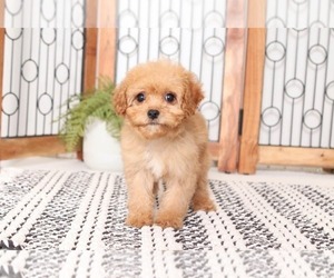 Cavapoo Puppy for sale in MANHATTAN, NY, USA