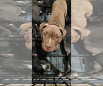 Puppy Magua American Bully