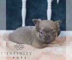 Small #2 French Bulldog