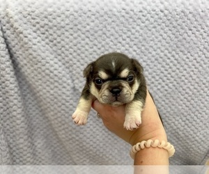 French Bulldog Puppy for sale in ATASCADERO, CA, USA