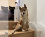 Small #9 Shiba Inu