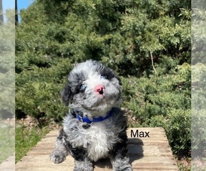 Miniature Bernedoodle Puppy for Sale in GOSHEN, Indiana USA
