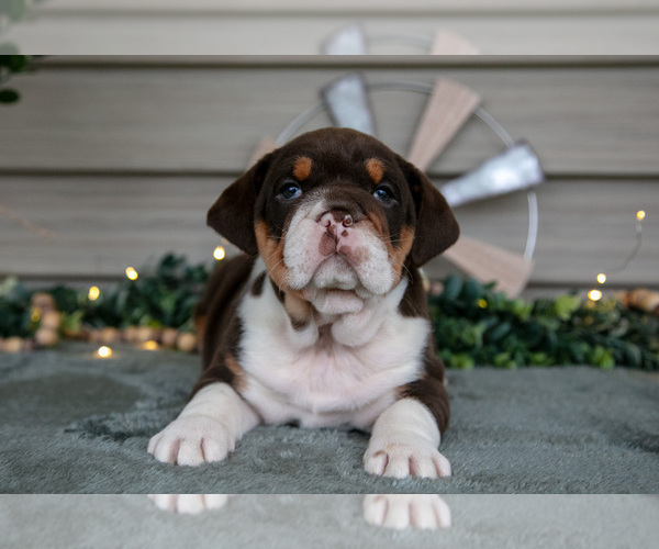 Medium Photo #1 Beabull Puppy For Sale in MILLERSBURG, OH, USA