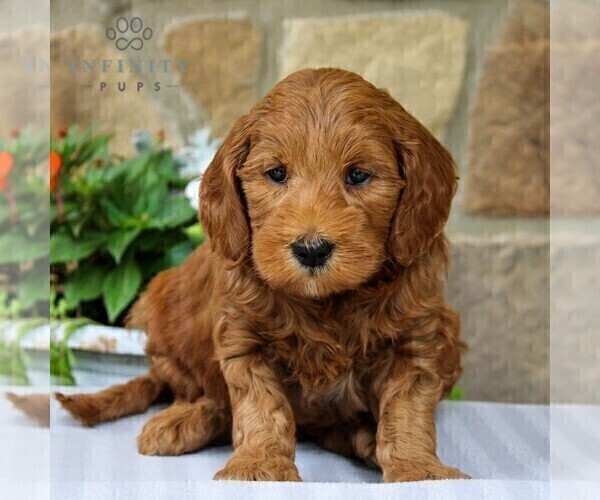 Medium Photo #1 Goldendoodle (Miniature) Puppy For Sale in EAST EARL, PA, USA