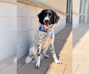 Butterfly - Female Pyrenees Border Collie Dog for Adoption - Photo #2