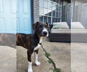 American Pit Bull Terrier-Catahoula Leopard Dog Mix Puppy for sale in NORTH RICHLAND HILLS, TX, USA