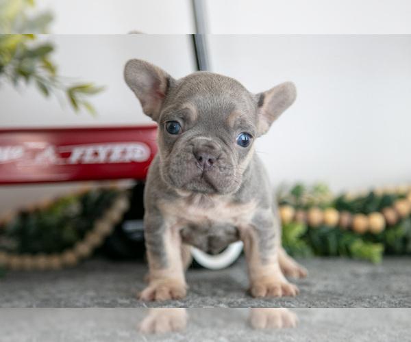 Medium Photo #7 French Bulldog Puppy For Sale in GOSHEN, IN, USA