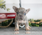 Small Photo #7 French Bulldog Puppy For Sale in GOSHEN, IN, USA