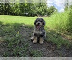 Small #3 Aussiedoodle