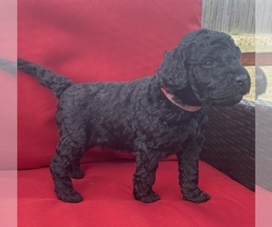 Goldendoodle Puppy for Sale in BULLARD, Texas USA