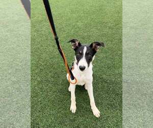 Border Collie Dogs for adoption in Highland, IL, USA