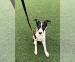 Scout - Male Border Collie Dog for Adoption - Small photo