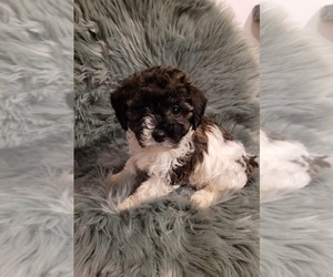 Bichpoo Puppy for sale in INDIANAPOLIS, IN, USA