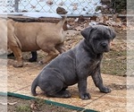 Small #4 Cane Corso