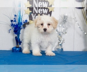 Shih Tzu Puppy for sale in MOUNT VERNON, OH, USA