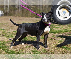 American Pit Bull Terrier-Labrador Retriever Mix Dogs for adoption in Sparta, TN, USA