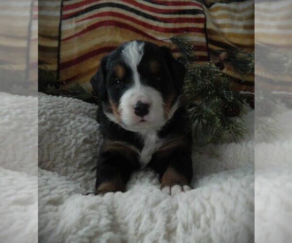 Medium Photo #19 Bernese Mountain Dog Puppy For Sale in CLARE, MI, USA