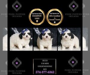 Goldendoodle (Miniature) Puppy for sale in WARSAW, IN, USA