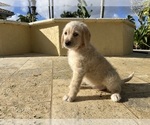 Small Photo #23 Labradoodle Puppy For Sale in FORT LAUDERDALE, FL, USA