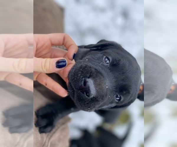Medium Photo #9 Labrador Retriever Puppy For Sale in MERRILL, MI, USA