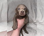 Puppy Mavie Labrador Retriever