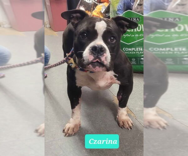 Medium Photo #1 Affenpinscher-American Pit Bull Terrier Mix Puppy For Sale in Richmond, IN, USA