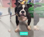 Small Affenpinscher-American Pit Bull Terrier Mix