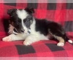 Small Photo #11 Border Collie Puppy For Sale in LAKELAND, FL, USA