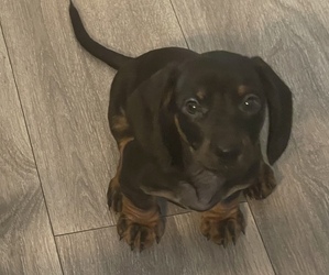 Dachshund Puppy for sale in EVANS, CO, USA