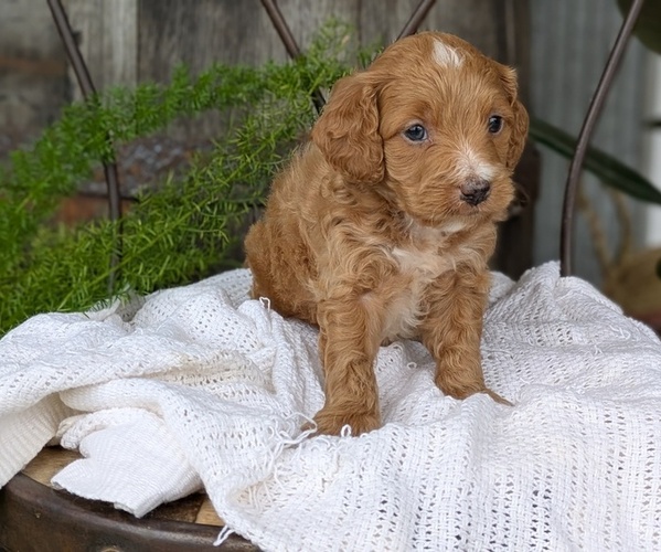 Medium Photo #76 Cavapoo Puppy For Sale in GOSHEN, IN, USA