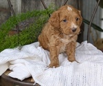 Small Photo #76 Cavapoo Puppy For Sale in GOSHEN, IN, USA