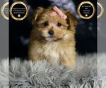 Puppy F1 Reba Morkie