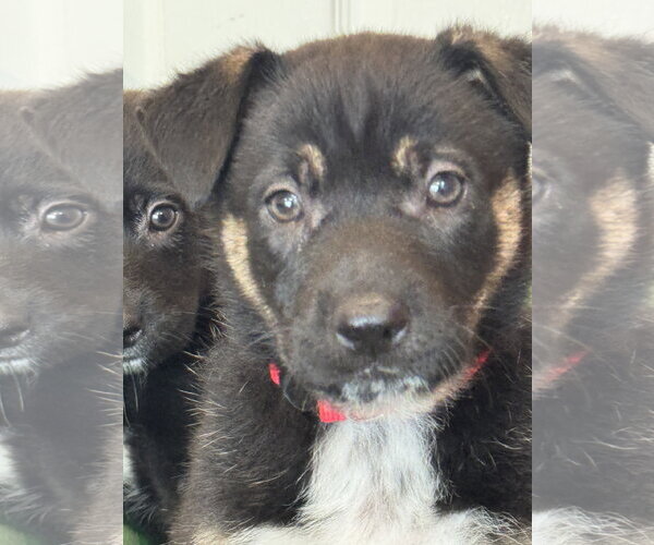 Medium Photo #5 Labrador Retriever-Unknown Mix Puppy For Sale in San Diego, CA, USA