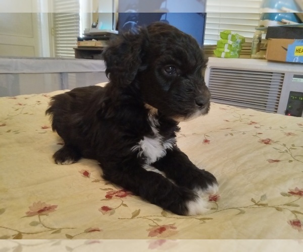 Medium Photo #2 Sheepadoodle Puppy For Sale in WARSAW, VA, USA