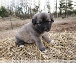 Small Photo #12 Anatolian Shepherd Puppy For Sale in COMMERCE, TX, USA