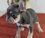 Small Photo #12 French Bulldog Puppy For Sale in GOSHEN, IN, USA
