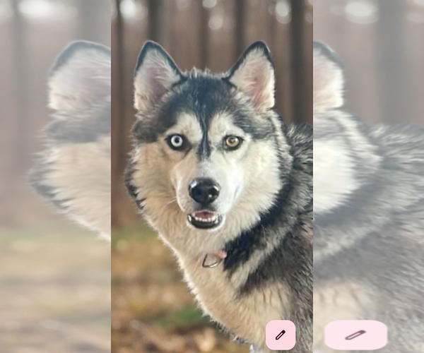 Medium Photo #2 Siberian Husky-Unknown Mix Puppy For Sale in Chandler, AZ, USA