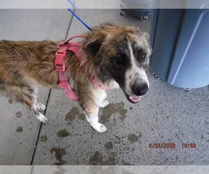 Anatolian Pyrenees Dogs for adoption in Oroville, CA, USA