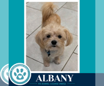 Albany 100326 - Male Shih Tzu-Unknown Mix Dog for Adoption - Small photo