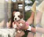 Small Photo #56 Goldendoodle (Miniature) Puppy For Sale in FREDERICA, DE, USA