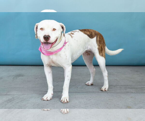 Medium Photo #2 American Pit Bull Terrier Puppy For Sale in Pasadena, CA, USA