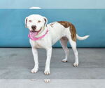 Small #1 American Pit Bull Terrier