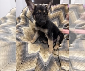 German Shepherd Dog Puppy for sale in MILFORD, MI, USA