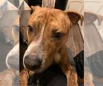 Small #10 American Pit Bull Terrier Mix